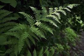 Image result for Woodsiaceae