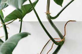 Most of the water a tree uses enters through the underground roots. Dealing With Monstera Aerial Roots Do You Need To Cut It Bloomsprouts