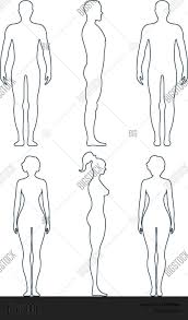 Classic human anatomy in motion: Male Female Anatomy Vector Photo Free Trial Bigstock