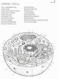 Plant cell coloring pages animal cell coloring page best plant and from animal cell worksheet answer key , source:generaldentist.info. 32 Animal Cell Label And Color Label Design Ideas 2020