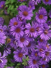 Image result for Aster