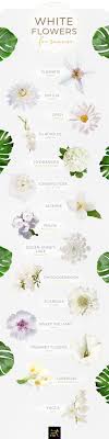 Check spelling or type a new query. 40 Types Of White Flowers Ftd Com