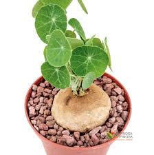 Image result for Cyphia erecta