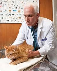 The right treatment depends on the cause of your urinary retention. Feline Lower Urinary Tract Disease American Veterinary Medical Association
