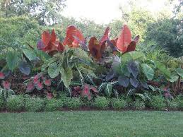 Gardening By Month May Elephant Ears Garden Plants Tropical Landscaping