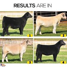 Mark That Card Prospect Heifers Sure Champ Livestock Judging Showing Livestock Show Cattle