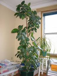 2d animator and part time youtuber, for business inquiries email me at: Pruning A Rubber Tree Plant How To Trim A Rubber Tree Plant