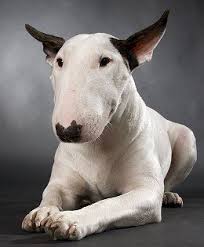 Black And White English Bull Terrier Puppy What A Beauty English Bull Terrier Bull Terrier English Bull Terriers English Bull