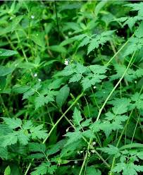 Image result for Cardiospermum halicacabum