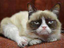 High Resolution Image Of Grumpy Cat 1600x1200 Download Hd Wallpaper Wallpapertip