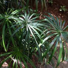 Image result for Cyperus