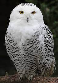 Join the fan club and bring your traits with you. Harry Potter S Owl Name