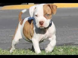 Pitbull Dog Pitbull Game Dog Yavru