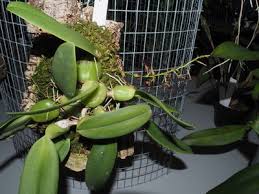 Image result for Bulbophyllum encephalodes