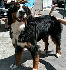 While we really recommend that you acquire all animals through a rescue, we understand that some people might go through a breeder to get their bernese mountain dog australian shepherd mix puppy. Bernese Mountain Dog Australian Shepherd Mix Petfinder
