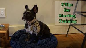 • train your frenchie early. French Bulldog Training Tips 3 Tips When Starting Training With Your Puppy Youtube