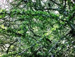 Image result for Stemodiopsis rivae