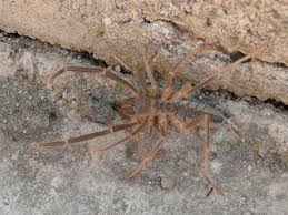 What happens if a person gets bitten by a camel spider? Baby Camel Spider By Akacesk On Deviantart