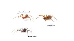 Acidentes com aranhas marrons são bem comuns. Aranha Marrom Pode Causar Lesao De Cura Dificil E Biologa Testa Tratamento 02 12 2018 Uol Tilt