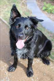I Found This Pet On Www Adoptapet Com Au Border Collie Mix Border Collie Pets