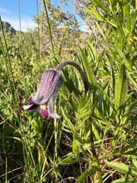 Image result for Clematis hirsuta