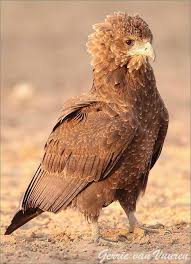 Bird With Orange Head And Black And White Striped Body Pin By Rozanne Niemann On Birds Birds Of Prey Bird Species Birds Of Prey Animals