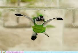 Squee Spree Turtle Sweater Daily Squee Cute Animals Cute Baby Animals Cute Animal Pictures Animal Gifs Gif Animals