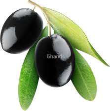Two Black Olives On A Branch Olive Black Olive Beautiful Fruits