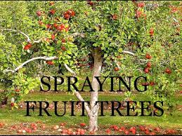 Spraying Fruit Trees The Organic Way Youtube