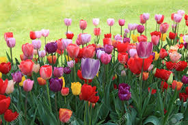 Gorgeous spring coloring pages for kids and adults to color, including beautiful flowers, cute baby animals, easter eggs, rainy day pictures, and more! Mix Color Tulip Flower Plants In The Spring Time Stock Photo Picture And Royalty Free Image Image 6971564