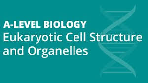 We did not find results for: Eukaryotic Cell Structure Organelles A Level Biology Video Updated Link In Description Youtube