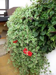 Image result for foto moud Forsterův