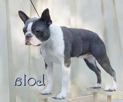 Pet service in spring, texas. Blue Boston Terrier Puppies For Sale In Texas Petsidi