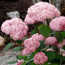 Image result for Hydrangea arborescens Pink Anabelle