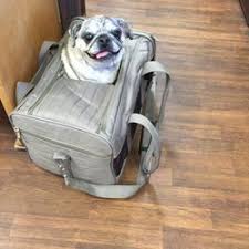 Prince chunk emergency veterinary care assistance program 4. Best Cheap Vets Near Me July 2021 Find Nearby Cheap Vets Reviews Yelp