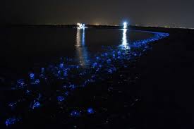 Maybe you would like to learn more about one of these? Menakjubkan Pantai Pantai Di Dunia Berikut Bercahaya Pada Malam Hari Blog Unik