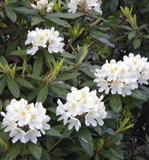 4 X4 6 Rhododendron Large Leaf Chionoides Full Sun To Part Shade Matures At 12ft Tall Zone 6 White Flowering Plants Rhododendron Landscape Decor Diy