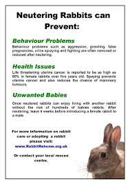 Pin On Rabbit Health