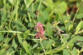 Image result for Alysicarpus