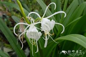 Image result for Ismene narcissiflora