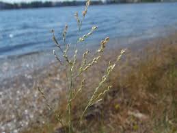 Image result for Panicum repens