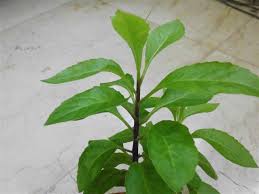 These sentences come from external sources and may not be. Exotic Plants In Indonesia Sambung Nyawa