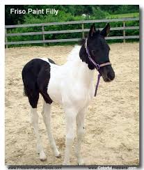 Black And White Paint Horses For Sale In Colorado Flashy Friesian Paint Cross Filly For Sale Filly Baby Horses Cross Paintings