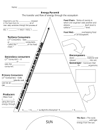 75 Interpretive Ecosystem Pyramid Diagram