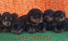 Rottweiler Ilanlari 05412625853 Rottweiler Yavrulari Kopek Yavru Kopek
