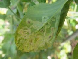 害虫 エカキムシを放置しないで 気づいた時には葉に芸術作品が
