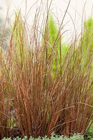 Image result for Carex johnstonii