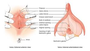 Image result for Bartholin's gland abscess