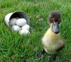 Duck Eggs Daily Farm Photo Duck House Ducky Duck