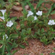 Image result for Ruellia patula
